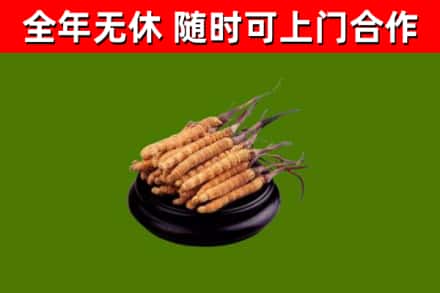 峰峰矿区烟酒回收冬虫夏草.jpg