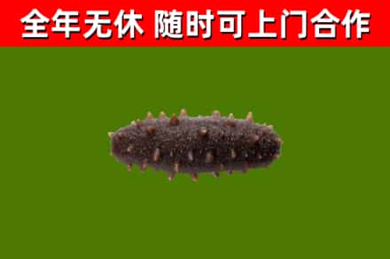 峰峰矿区烟酒回收干海参.jpg